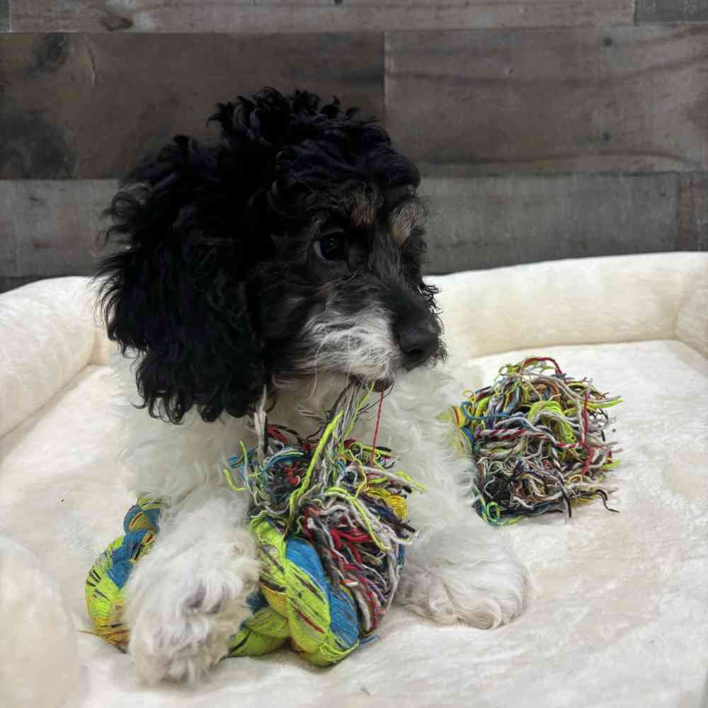 Charley