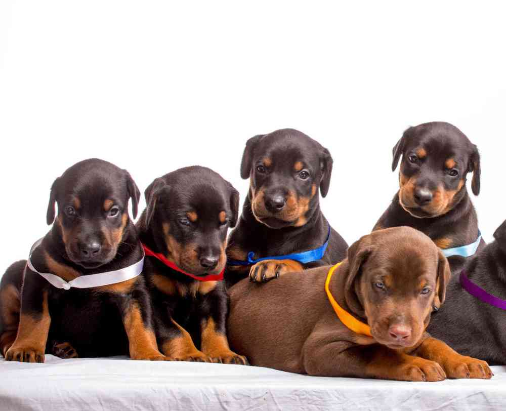 Doberman puppies free to good sales home