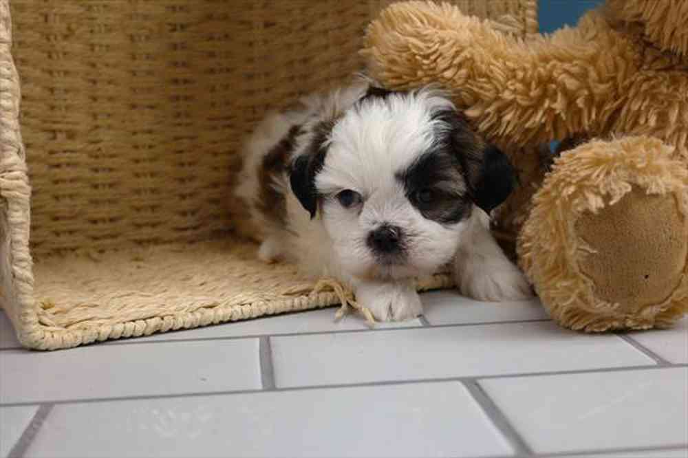 Shih Tzu