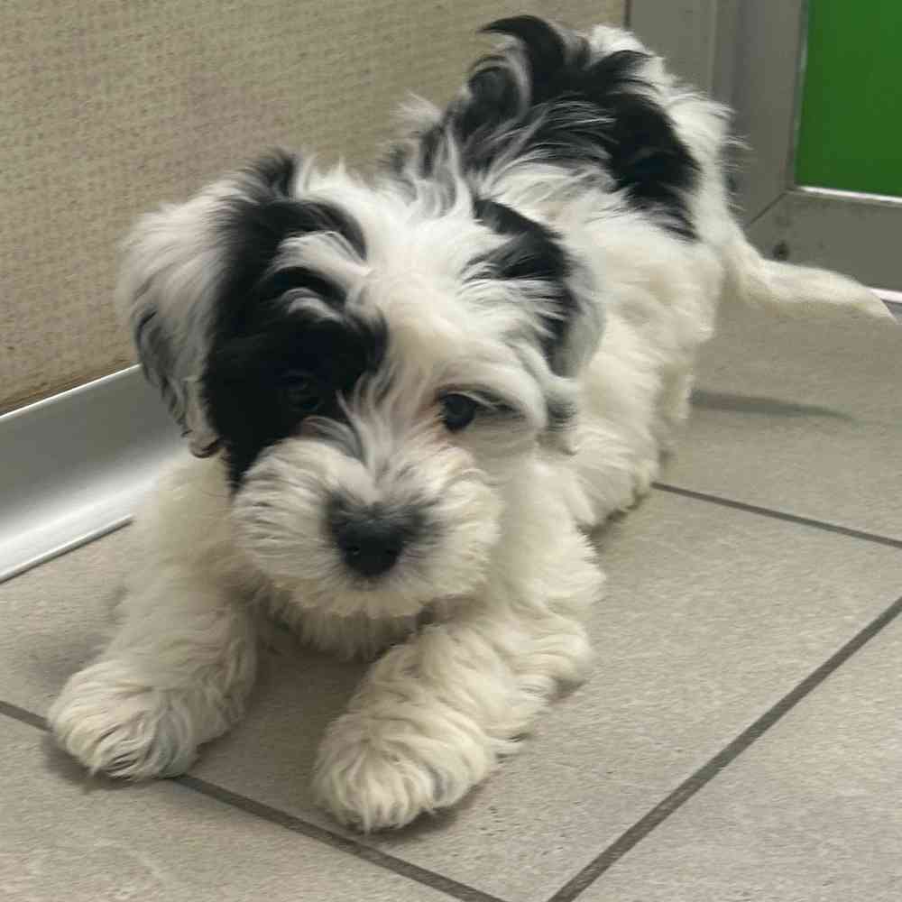 Bejon Dog Information on Bichon Frise Puppies for Sale in Michigan