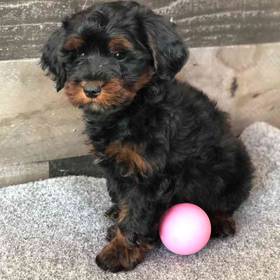 Yorkie-Poo