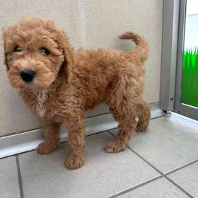 Mini Goldendoodle