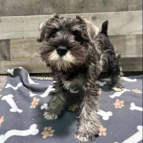 Mini Schnauzer