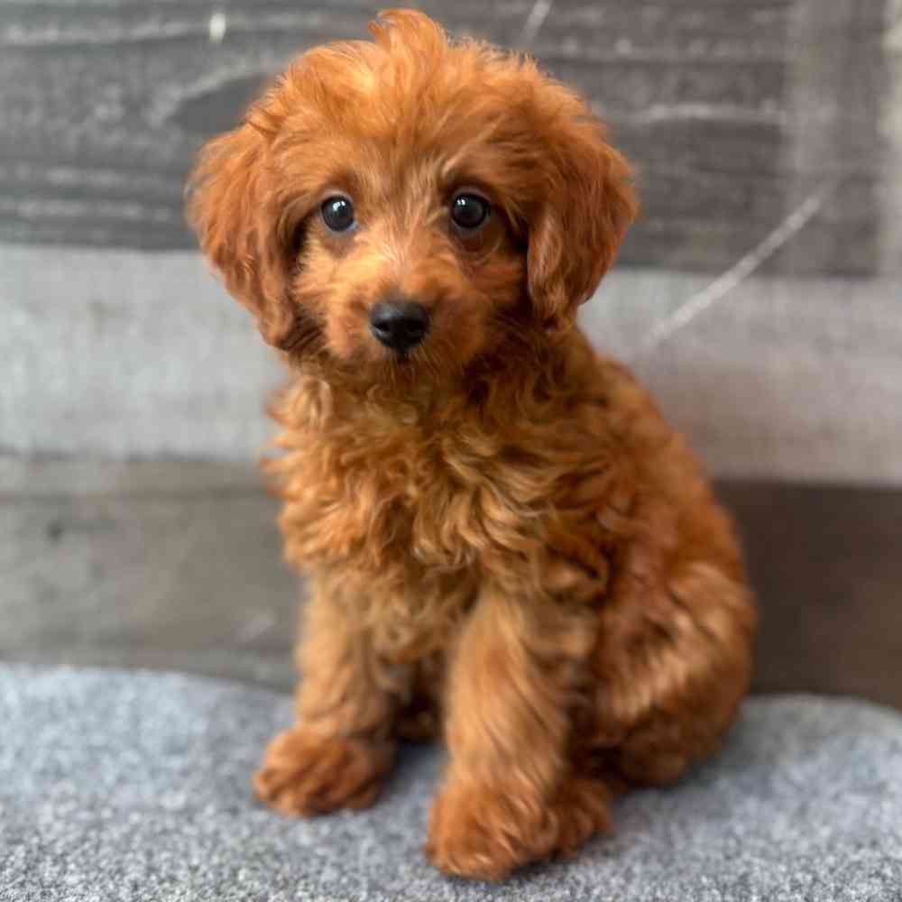 pet breed image