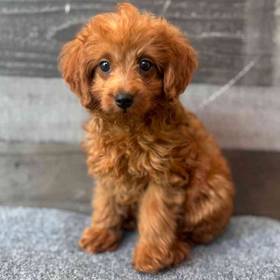 Mini Goldendoodle