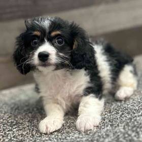 Cavapoo