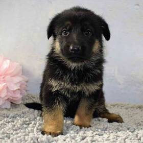 German Shepherd