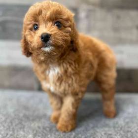 Mini Aussiedoodle