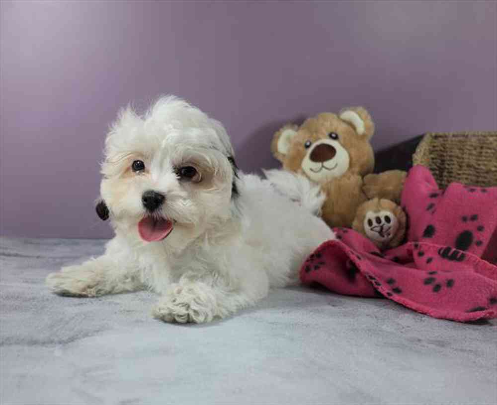 Shihpoo