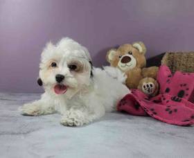 Shihpoo