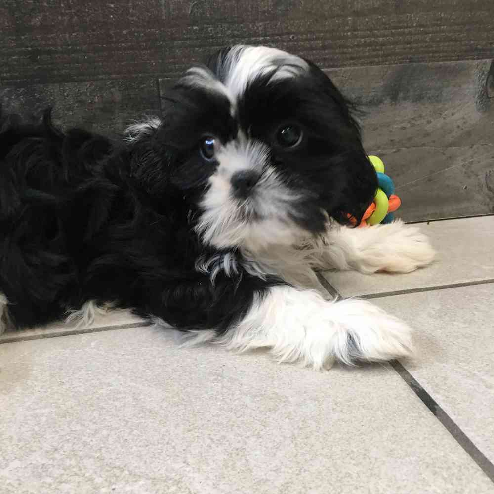 Image of a pet breed in the gallery