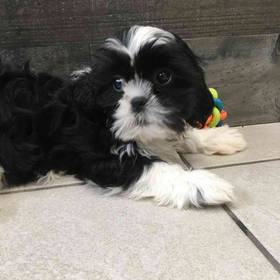 Shih Tzu
