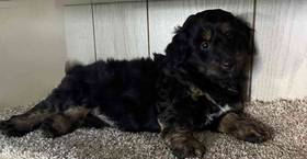 Mini Bernedoodle