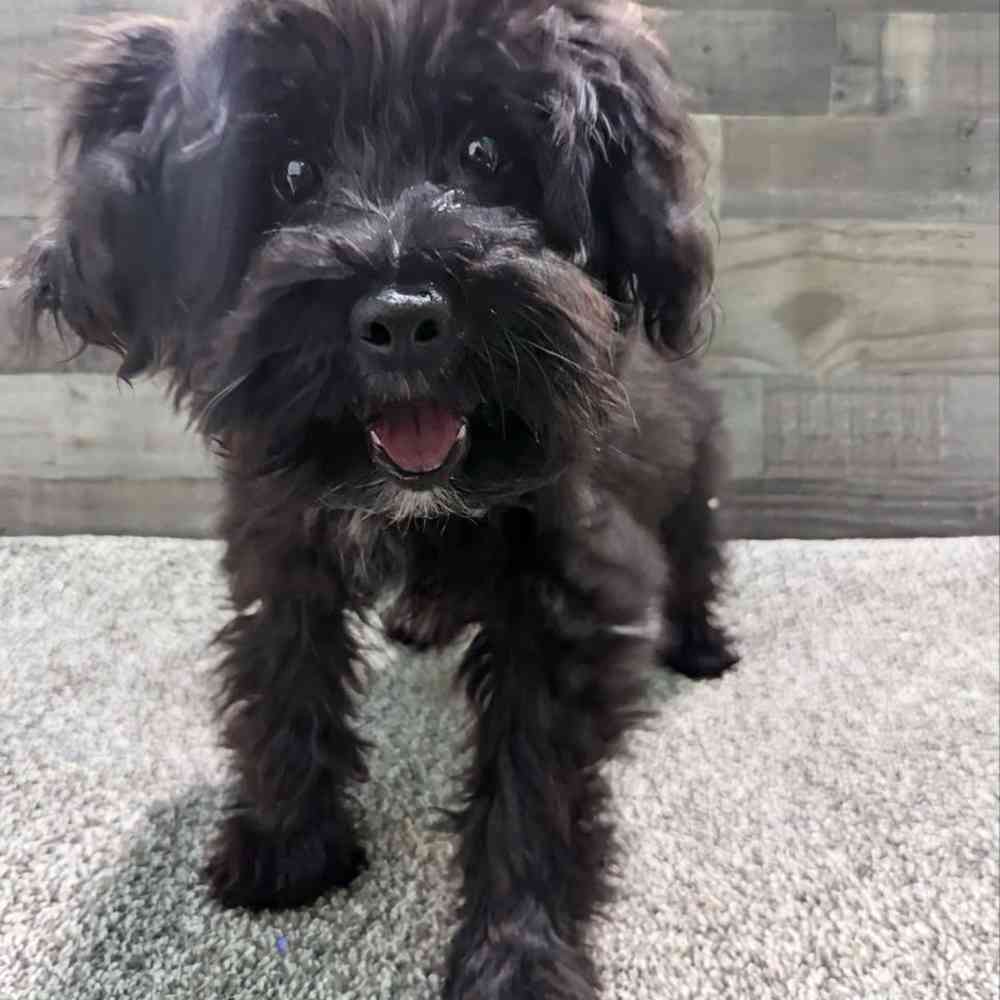 Max, Male Papidoodle Puppy for sale in Troy