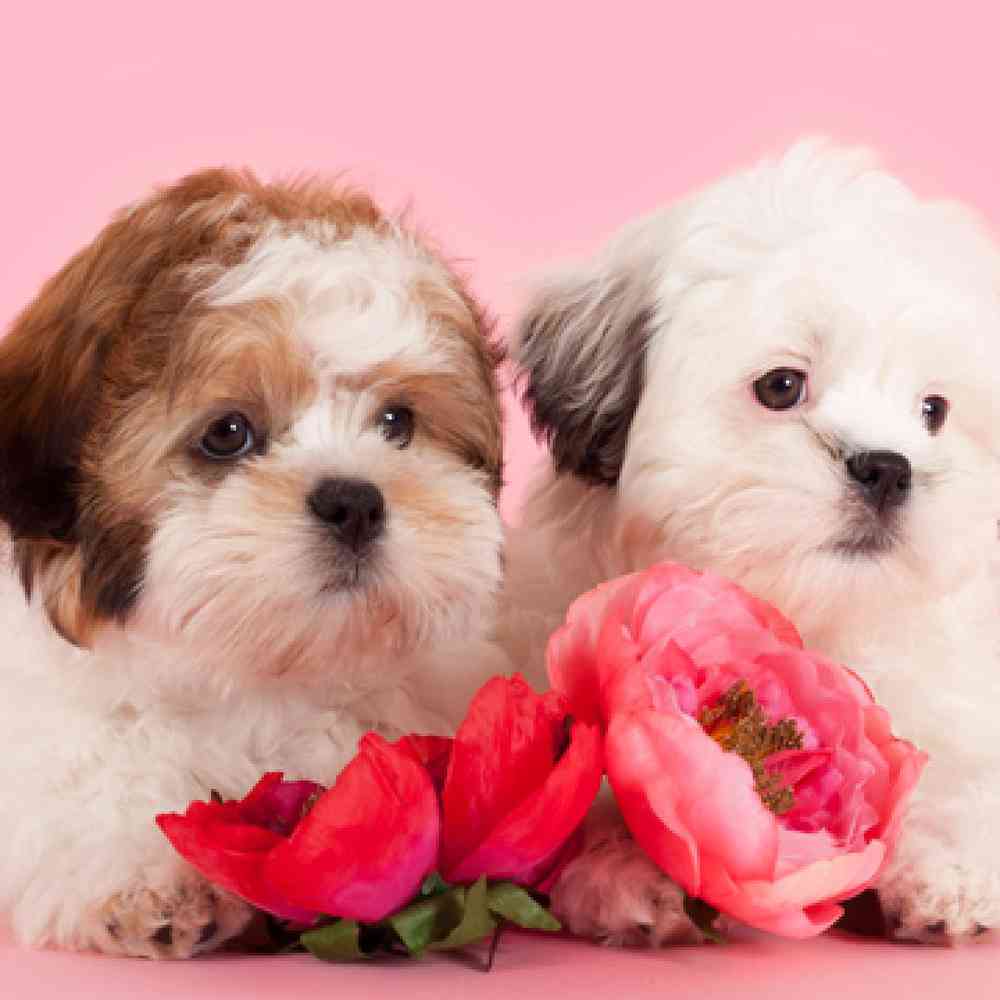 Mal shi sales puppies near me