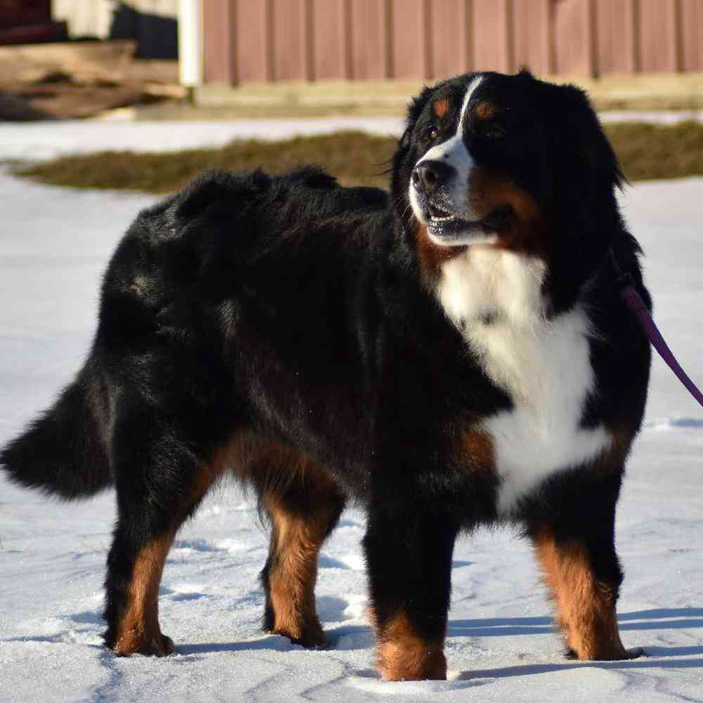 Male Mini Bernedoodle Puppy for sale