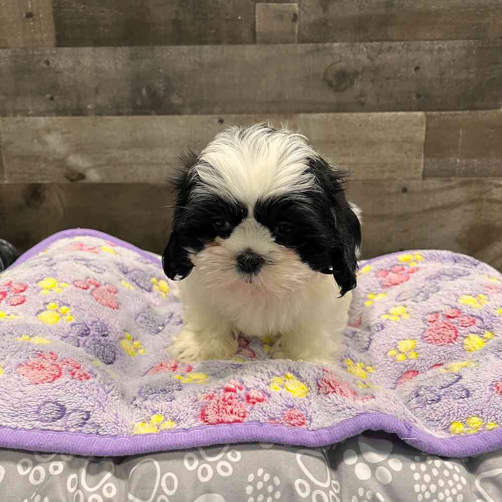 pet breed image