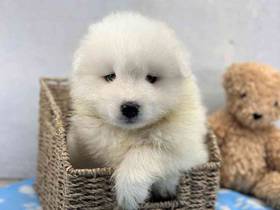 Samoyed