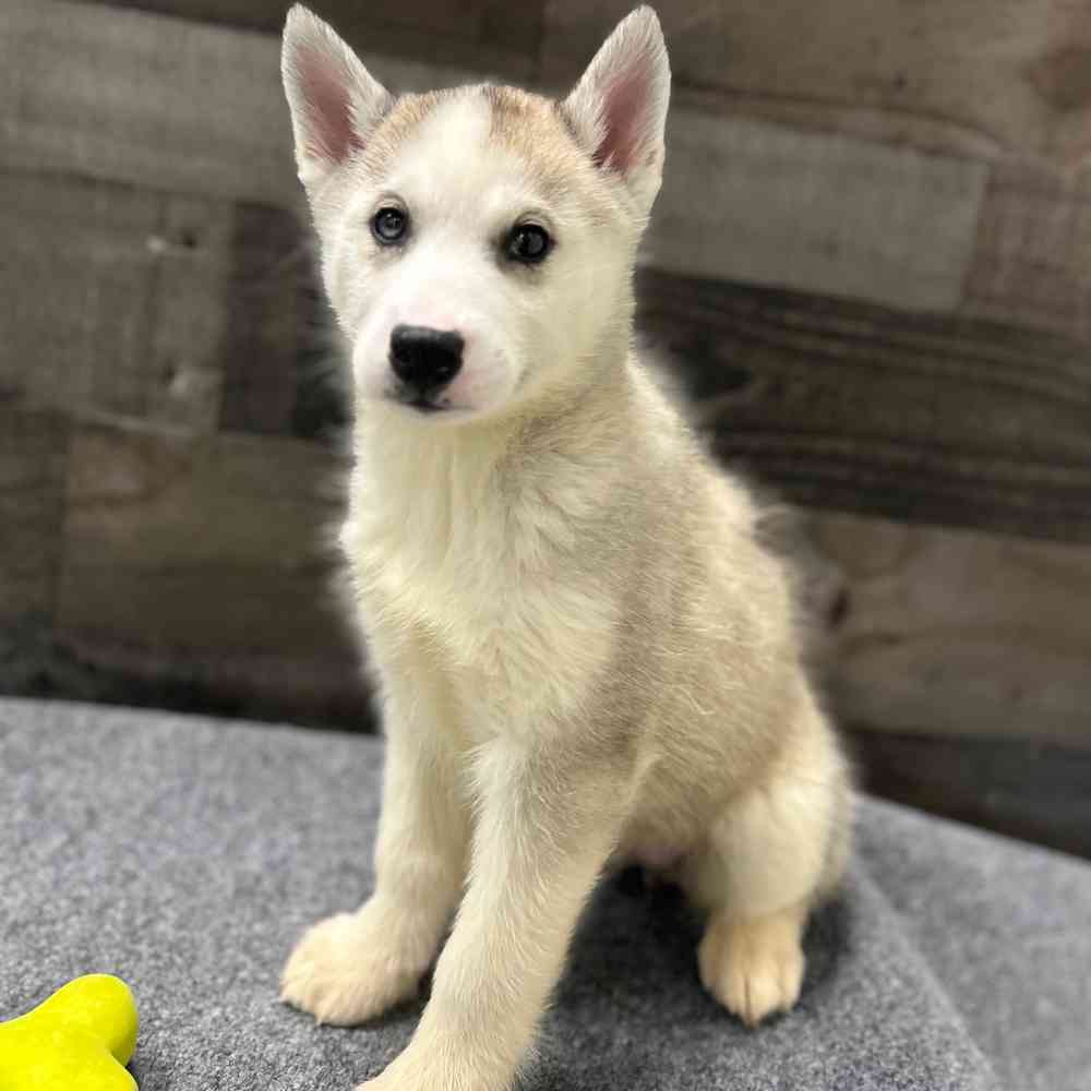 pet breed image