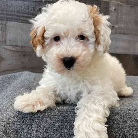 Mini Poodle