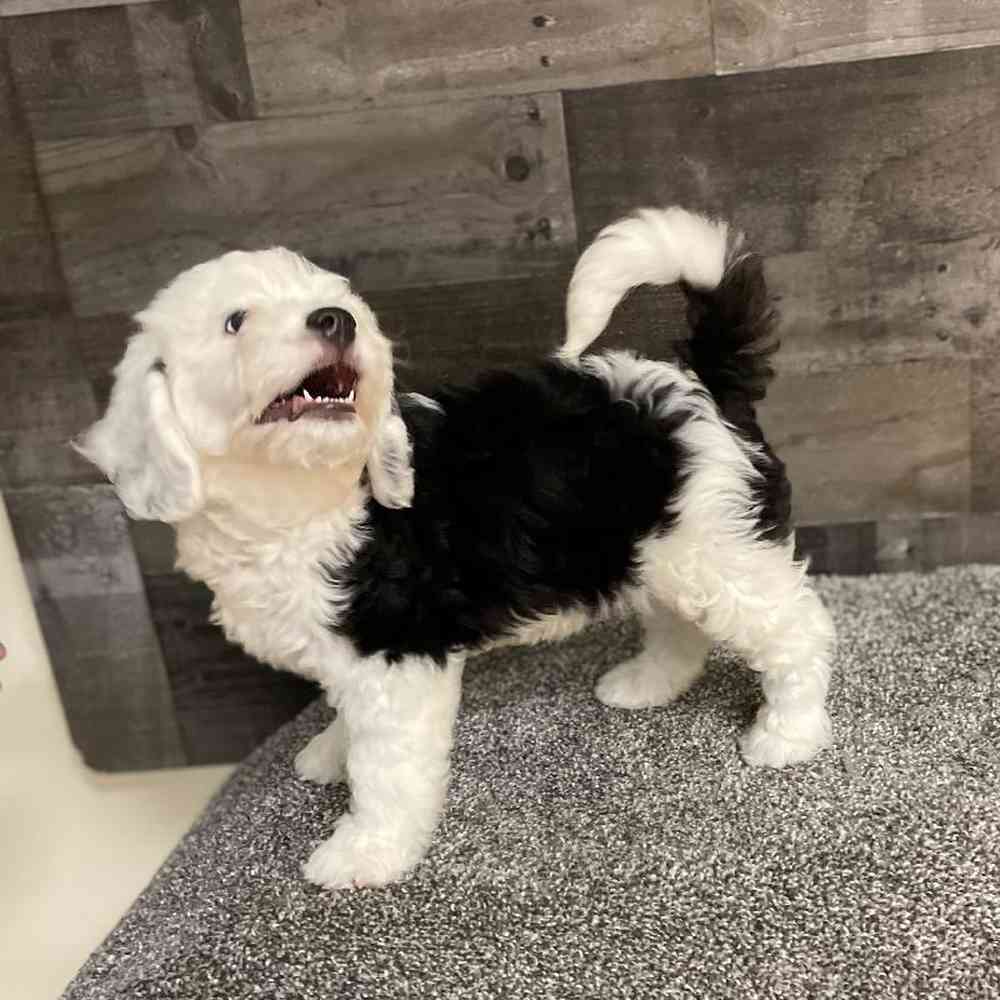 Male Mini Bernedoodle Puppy for Sale in Troy, MI