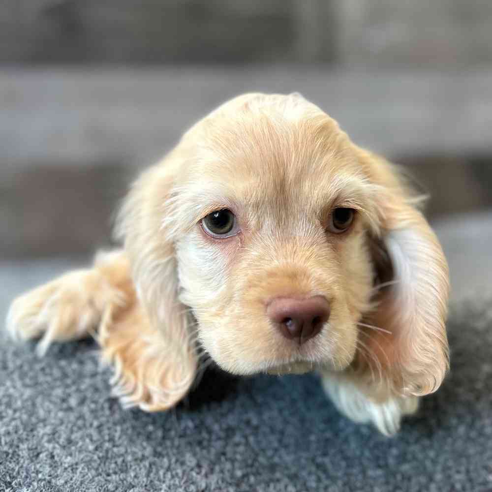 Image of a pet breed in the gallery