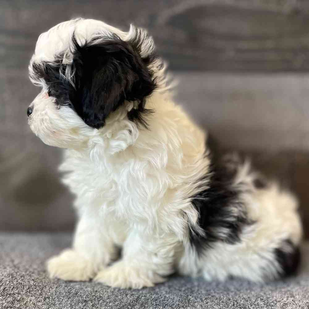 pet breed image