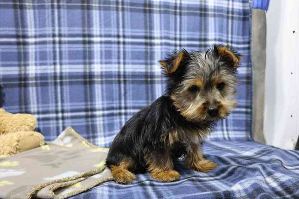 Yorkie