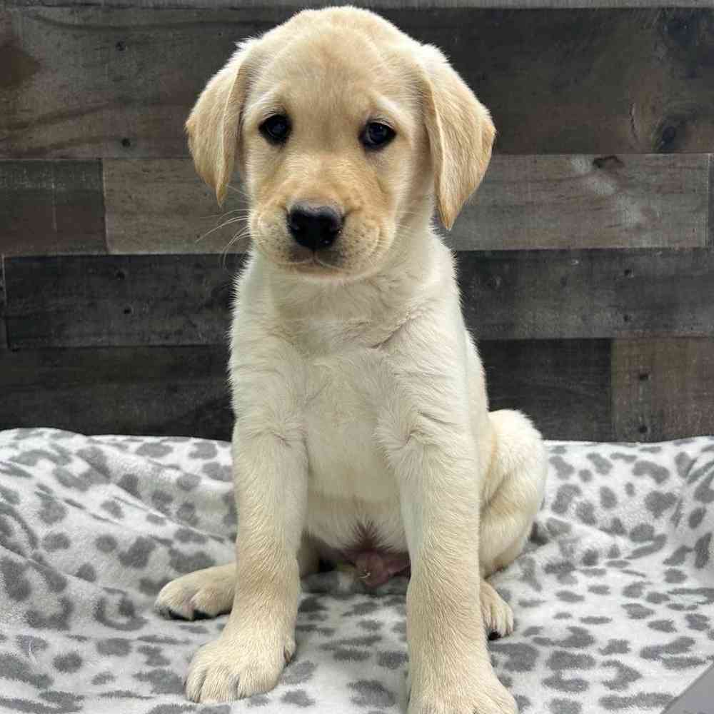 pet breed image
