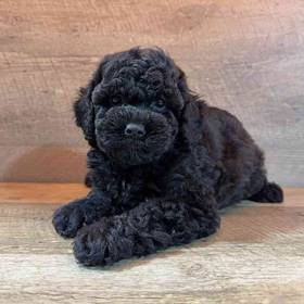 Poodle