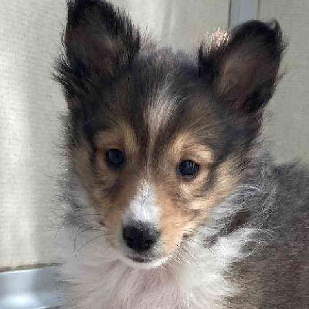 Male Sheltie Puppy for sale