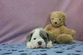 Bulldoggle