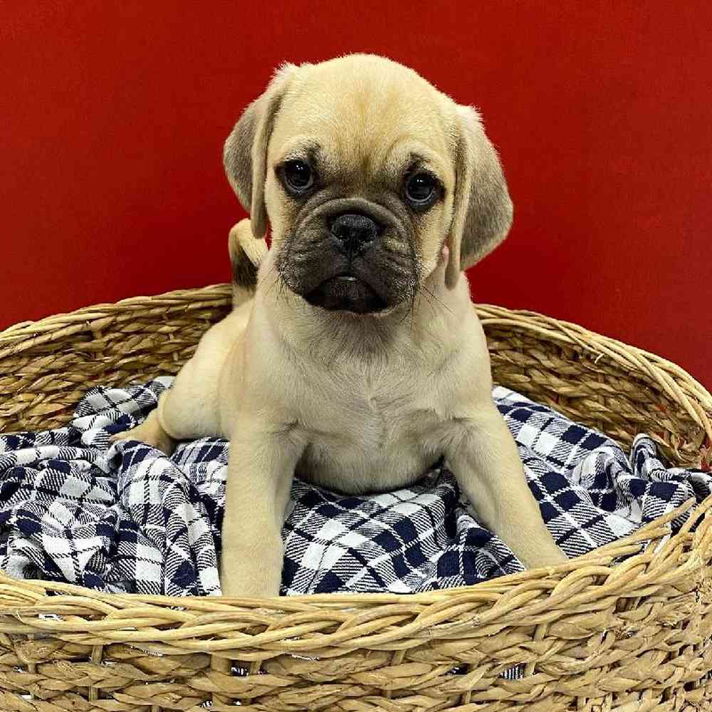 Male Puggle (F2) Puppy for sale