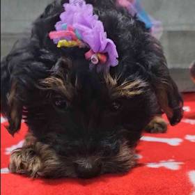 Yorkie-Poo
