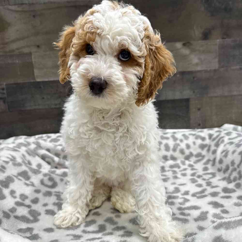 Image of a pet breed in the gallery