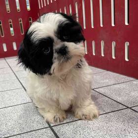 Shih Tzu