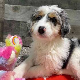 Aussiedoodle
