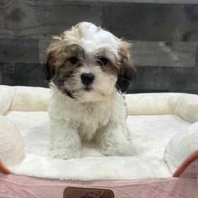 Shih Tzu-Bichon