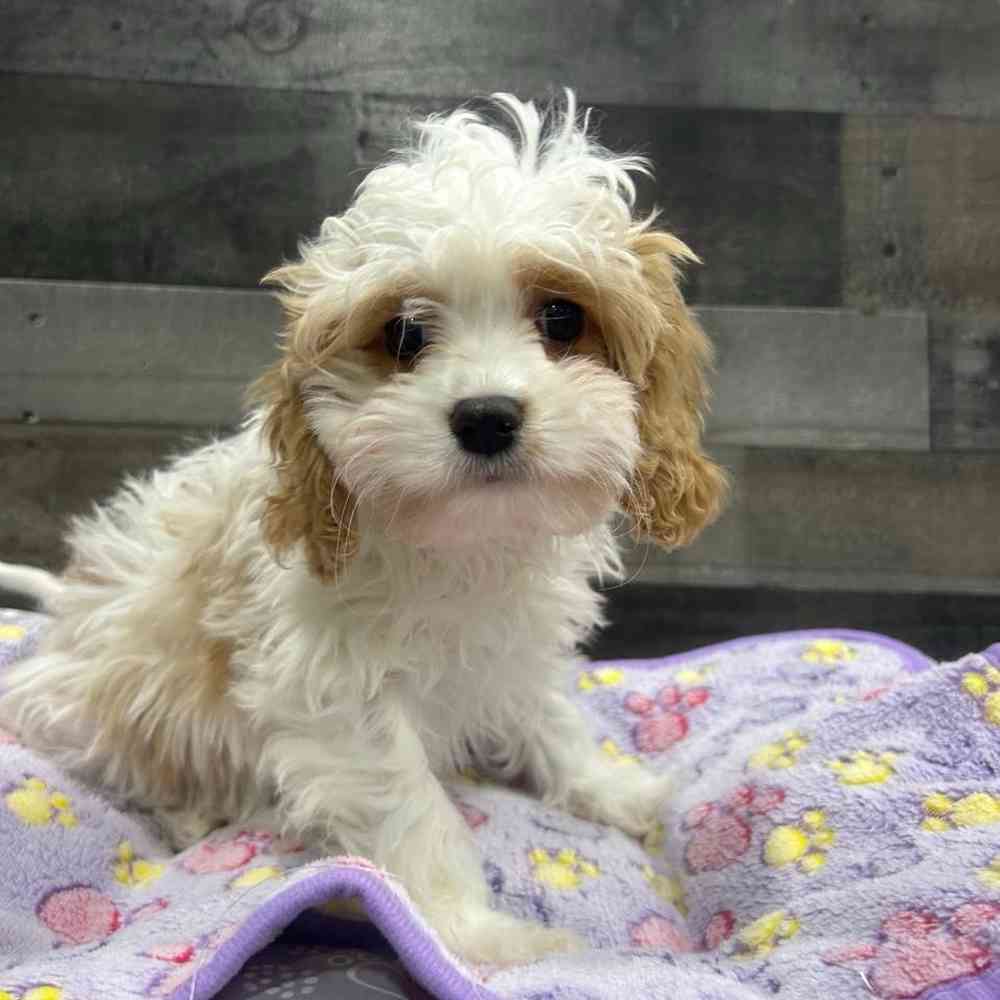 Freya, Female Cavapoo Puppy for sale in Troy