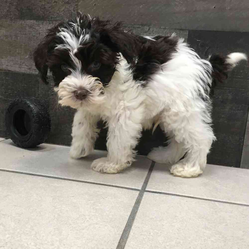 Image of a pet breed in the gallery