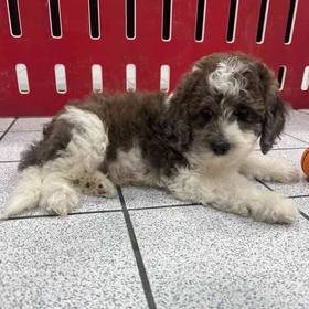 Mini Poodle