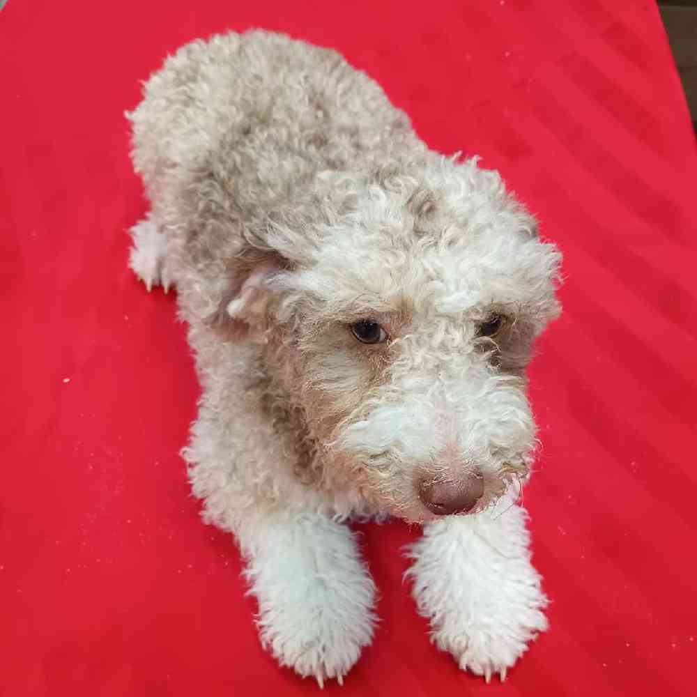 Male Mini Bernedoodle Puppy for Sale in Troy, MI
