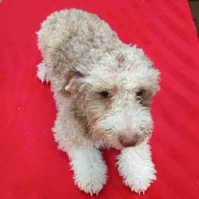 Mini Bernedoodle