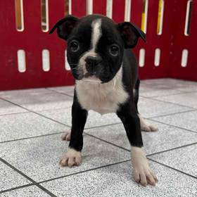 Boston Terrier
