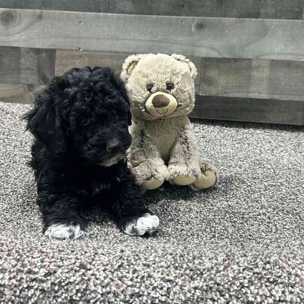 pet breed image