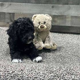 Mini Newfy Poo