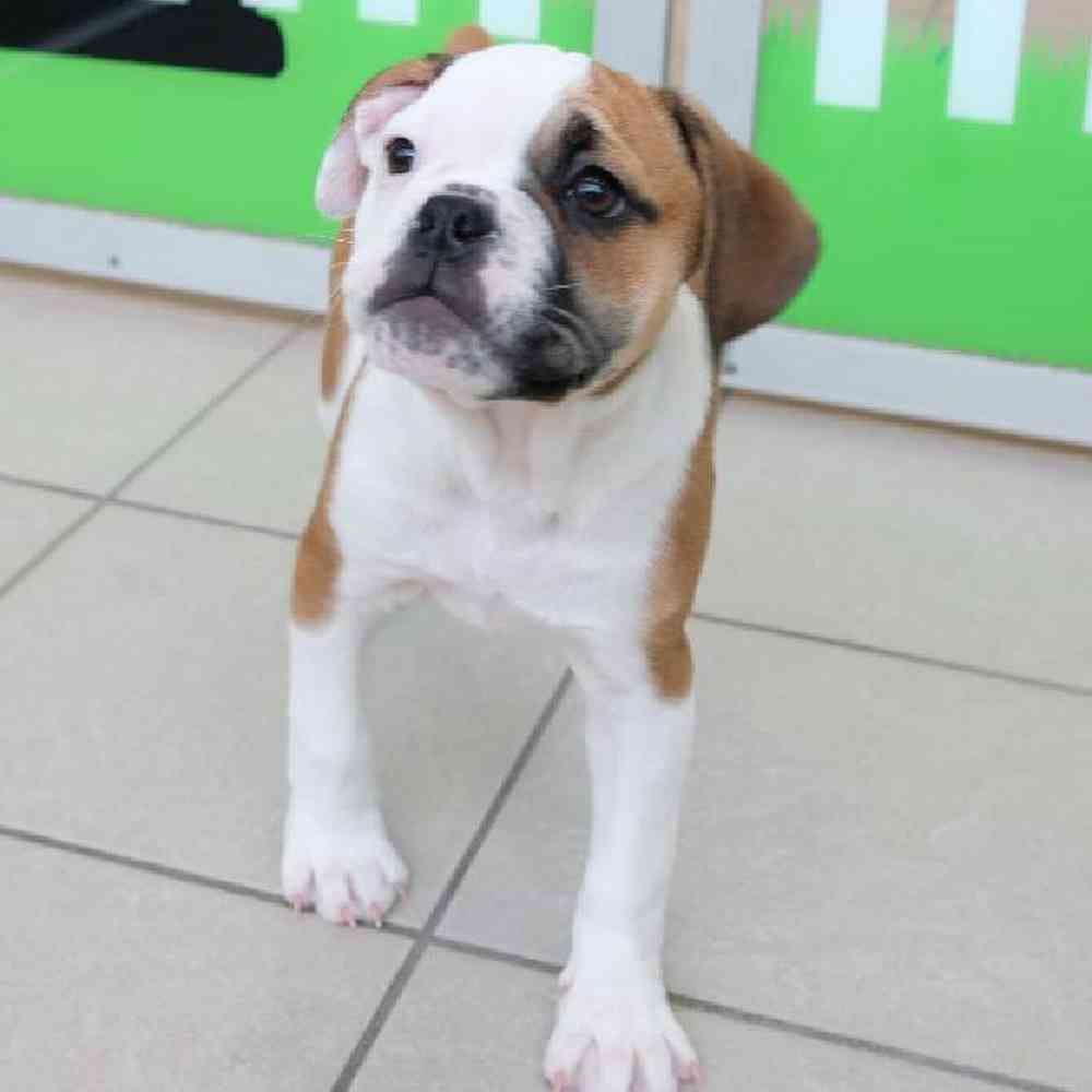Female Bulldoggle Puppy for sale