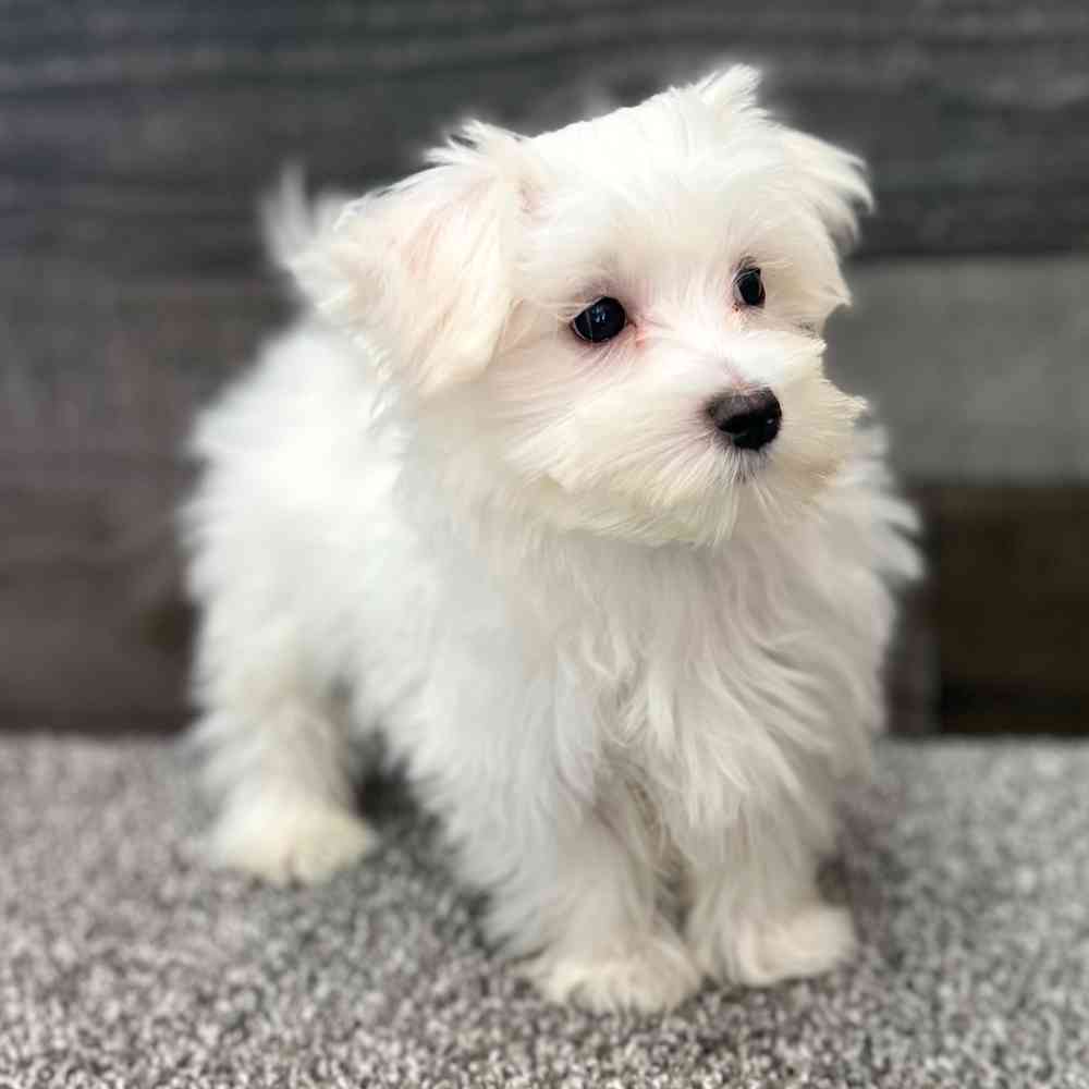 Maltese