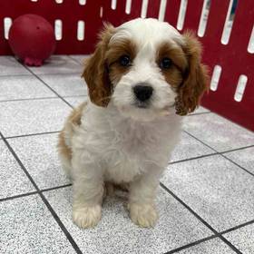Cavapoo