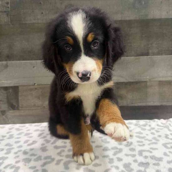Otis